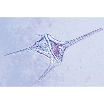 Protozoa - French Slides, 1003848 [W13001F], French