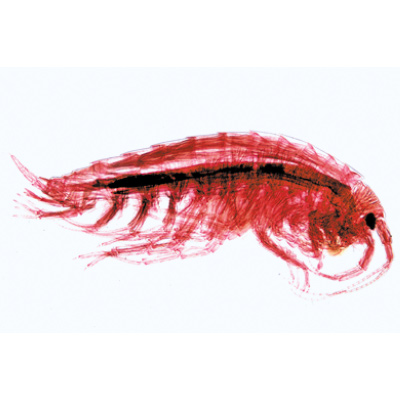 Crustacea - Spanish, 1003862 [W13004S], Spanish