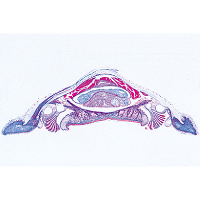 Mollusca - German Slides, 1003871 [W13007], Microscope Slides LIEDER