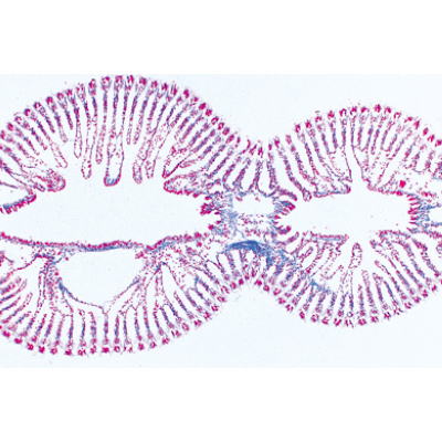 Mollusca - Spanish, 1003874 [W13007S], Microscope Slides LIEDER