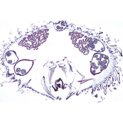 Echinodermata, Bryozoa and Brachiopoda - German Slides, 1003875 [W13008], Microscope Slides LIEDER