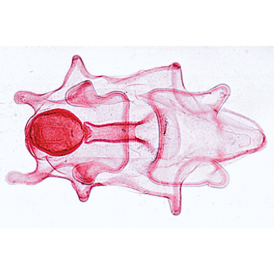 Echinodermata, Bryozoa and Brachiopoda - French, 1003876 [W13008F], Microscope Slides LIEDER