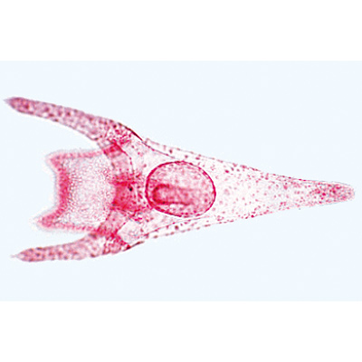 Echinodermata, Bryozoa and Brachiopoda - Portuguese Slides, 1003877 [W13008P], Portuguese