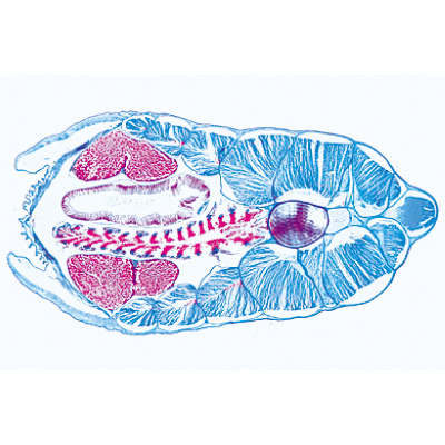 Cephalochordata (Acrania) - French, 1003880 [W13009F], Microscope Slides LIEDER