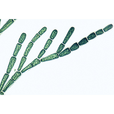 Algae - German Slides, 1003888 [W13012], Microscope Slides LIEDER