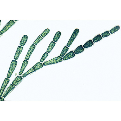 Algae - Spanish, 1003891 [W13012S], Microscope Slides LIEDER