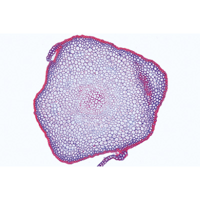 Bryophyta (Liverworts and Mosses) - Spanish, 1003899 [W13014S], Microscope Slides LIEDER