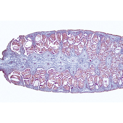 Pteridophytes (Ferns and Fern Allies) - Portuguese Slides, 1003902 [W13015P], Microscope Slides LIEDER