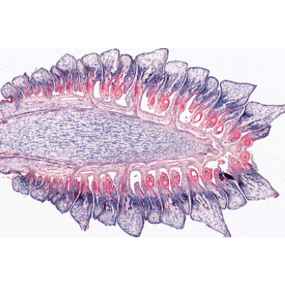 Angiospermae I. Gymnospermae - German Slides, 1003904 [W13016], Microscope Slides LIEDER