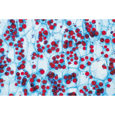 Angiospermae II. Cells and Tissues - German Slides, 1003908 [W13017], Microscope Slides LIEDER