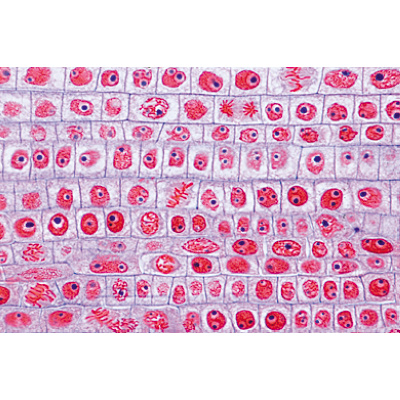 Angiospermae III. Roots - German Slides, 1003912 [W13018], Microscope Slides LIEDER