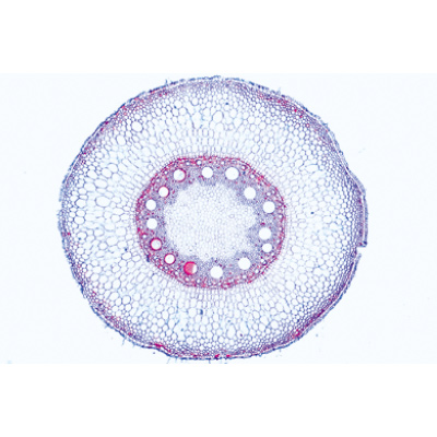 Angiospermae III. Roots - Spanish, 1003915 [W13018S], Microscope Slides LIEDER