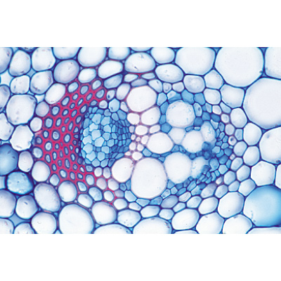Angiospermae IV. Stems - German Slides, 1003916 [W13019], Microscope Slides LIEDER