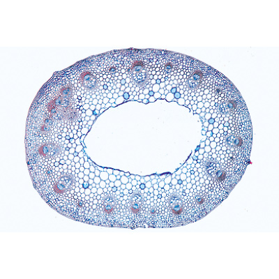 Angiospermae IV. Stems - Portuguese Slides, 1003918 [W13019P], Microscope Slides LIEDER