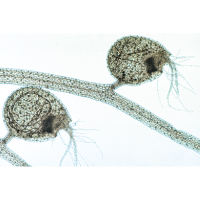 Angiospermae V. Leafs - German Slides, 1003920 [W13020], Microscope Slides LIEDER