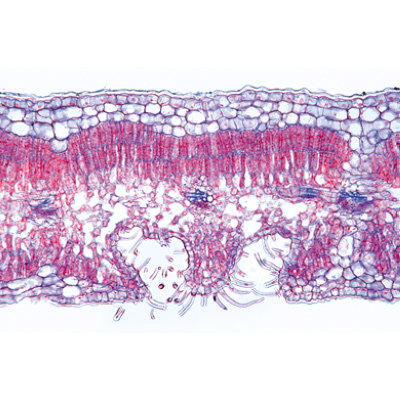 Angiospermae V. Leafs - French, 1003921 [W13020F], Microscope Slides LIEDER