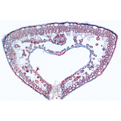 Angiospermae V. Leafs - Spanish, 1003923 [W13020S], Microscope Slides LIEDER