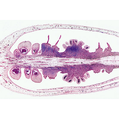 Angiospermae VI. Flowers - German Slides, 1003924 [W13021], Microscope Slides LIEDER