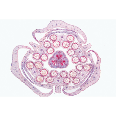 Angiospermae VI. Flowers - German Slides, 1003924 [W13021], Microscope Slides LIEDER