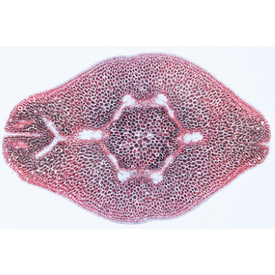 Angiospermae VII. Fruits and Seeds - German Slides, 1003928 [W13022], Microscope Slides LIEDER
