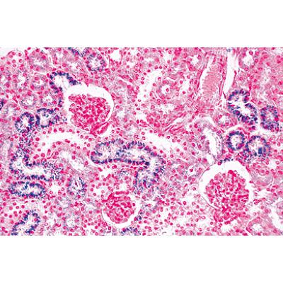 The Animal Cell - German Slides, 1003932 [W13023], Microscope Slides LIEDER