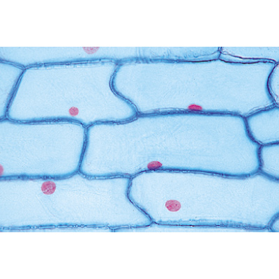 Plant Cell - German Slides, 1003936 [W13024], Microscope Slides LIEDER
