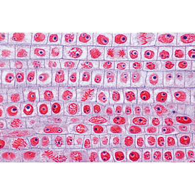 Plant Cell - German Slides, 1003936 [W13024], Microscope Slides LIEDER