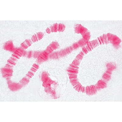 Set of Genetic Slides - German Slides, 1003940 [W13025], Microscope Slides LIEDER