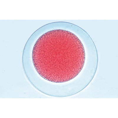 Sea Urchin Embryology (Psammechinus miliaris) - German Slides, 1003944 [W13026], Microscope Slides LIEDER