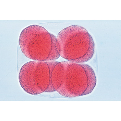Sea Urchin Emryology (Psammechinus miliaris) - Portuguese Slides, 1003946 [W13026P], Portuguese