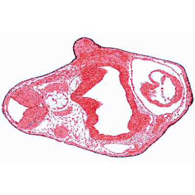 Frog Embryology (Rana) - French, 1003949 [W13027F], Microscope Slides LIEDER
