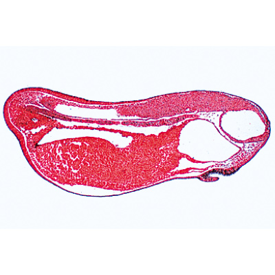 Frog Embryology (Rana) - Spanish, 1003951 [W13027S], Spanish