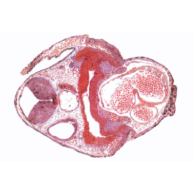 Frog Embryology (Rana) - Spanish, 1003951 [W13027S], Spanish