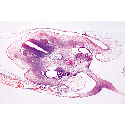 Chicken Embryology (Gallus domesticus) - Portuguese Slides, 1003954 [W13028P], Microscope Slides LIEDER