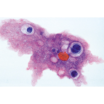 Protozoa - English Slides, 1003960 [W13030], Microscope Slides LIEDER