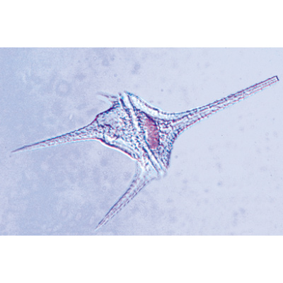 Protozoa - English Slides, 1003960 [W13030], English
