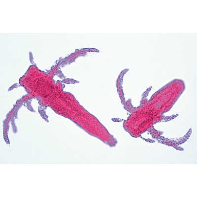 Crustacea - English Slides, 1003963 [W13033], Microscope Slides LIEDER