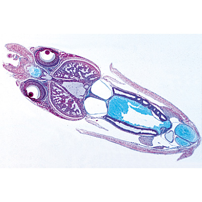 Mollusca - English Slides, 1003966 [W13036], Microscope Slides LIEDER