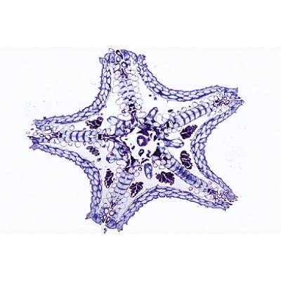 Echinodermata, Bryozoa and Brachiopoda - English Slides, 1003967 [W13037], Microscope Slides LIEDER