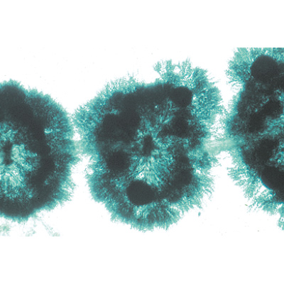 Algae - English Slides, 1003970 [W13041], Microscope Slides LIEDER