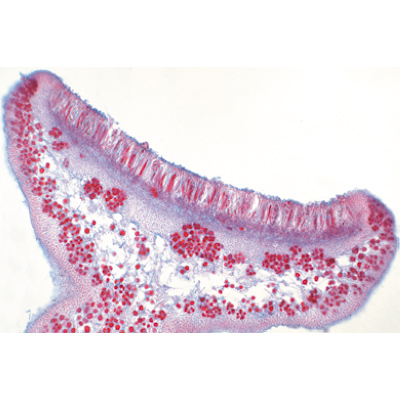 Fungi and Lichen - English Slides, 1003971 [W13042], Microscope Slides LIEDER