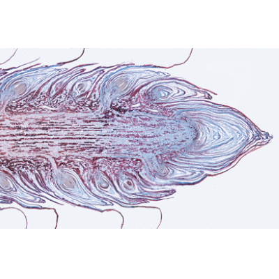 Angiospermae I. Gymnospermae - English Slides, 1003974 [W13045], Microscope Slides LIEDER
