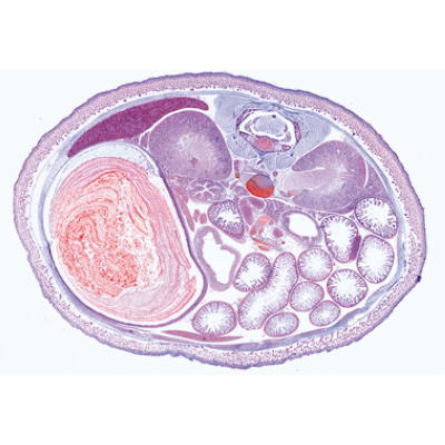Pig embryology (Sus scrofa) - English Slides, 1003987 [W13058], Microscope Slides LIEDER
