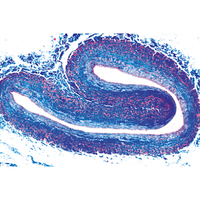Histology of Vertebrata excluding Mammalia - French, 1004071 [W13305F], Microscope Slides LIEDER