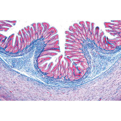 Histology of Vertebrata excluding Mammalia - French, 1004071 [W13305F], Microscope Slides LIEDER
