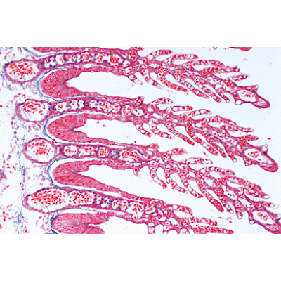 Histology of Vertebrata excluding Mammalia - French, 1004071 [W13305F], Micro Slides