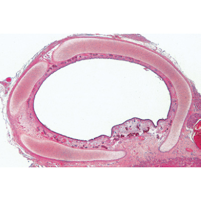Histology of Mammalia, Elementary Set - German Slides, 1004074 [W13306], Microscope Slides LIEDER