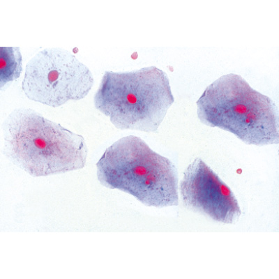 Histology of Mammalia, Elementary Set - German Slides, 1004074 [W13306], Microscope Slides LIEDER