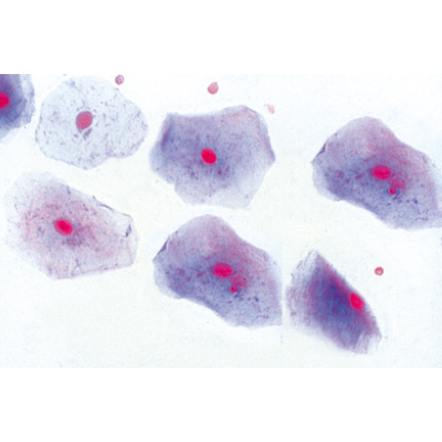 Histology of Mammalia, Elementary Set - French, 1004075 [W13306F], Micro Slides