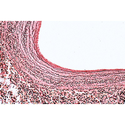 Histology of Mammalia, Elementary Set - Spanish, 1004077 [W13306S], Microscope Slides LIEDER